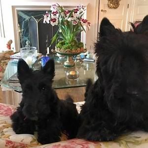 Meet your Posher, Dianne